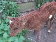 Продаётся телёнок