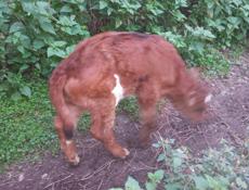 Продаётся телёнок