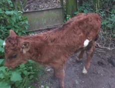 Продаётся телёнок