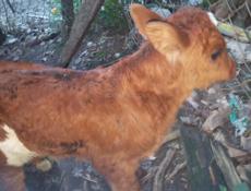 Продаётся телёнок