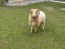 Продаю барана 