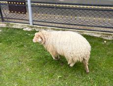 Продаю барана 