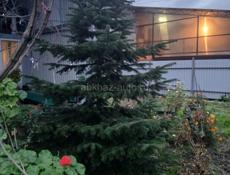 Живая ёлка с корнями.