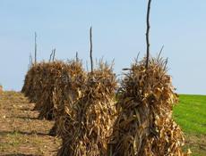 Чала хорошая по 50р