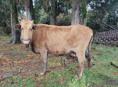Продаётся корова 