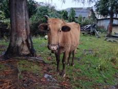 Продаётся корова