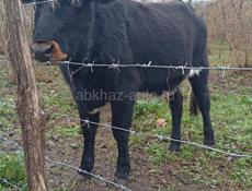 Телеа 1,4 мес на мяса вес 80, 85 кг