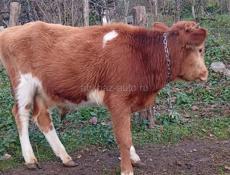 Бычок 1 год вес 60 , 65 кг