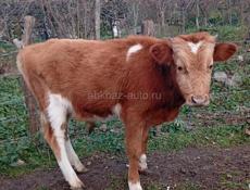 Бычок 1 год вес 60 , 65 кг