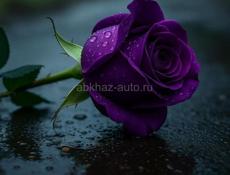 Пойдём на сбор мандаринов 