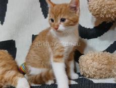 Отдам в добрые руки