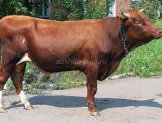 Бычки 4штукий по 200кг