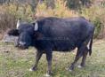 Прадою  буйволов!