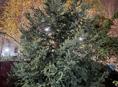 Продам елку 