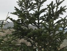 Продаю живые Ёлки )