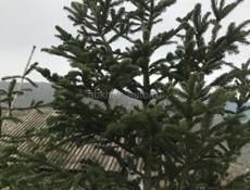 Продаю живые Ёлки )