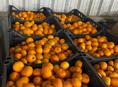 Продам мандарины на сок 