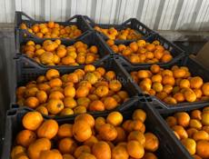 Продам мандарины на сок 