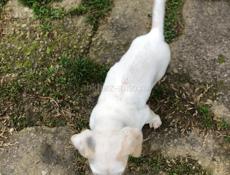 Продам щенка