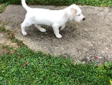 Продам щенка