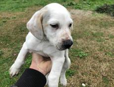 Продам щенка 