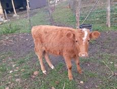 Бычок 8 мес вес 35 , 40 