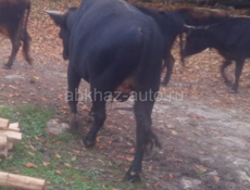 Бык 150-200кг по 600₽ за 1кг 9961888