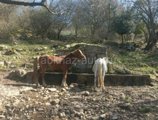 Лошади на обучение к конному прогулке 