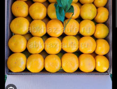 Ищем работу на переборку мандарин 