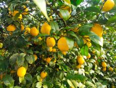 Продаю лимоны все вместе 50 р.