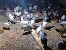 Куры домашние