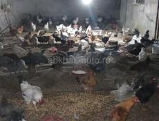 Куры домашние