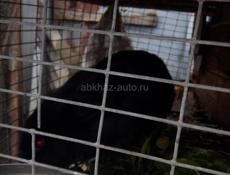 Дешево семья кролики