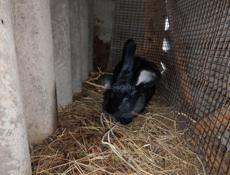 Дешево семья кролики