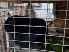 Дешево семья кролики