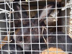 Дешево семья кролики