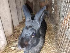 Дешево семья кролики