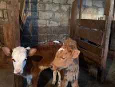Продаю телят 