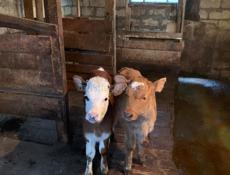 Продаю телят 