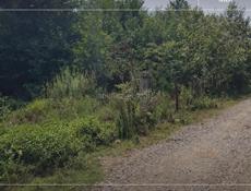 📌УЧАСТОК У ТРАССЫ ГУЛЬРИПШ С ВЕТХИМ СТРОЕНИЕМ 