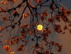 Сдаётся дом 