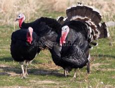 Продаются индюшки