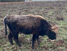 Продаю бычок 70 самый меньше может и больше 