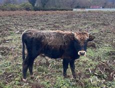 Продаю бычок 70 самый меньше может и больше 