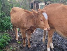 Корова, скоро отелиться и телка 11 месяцев