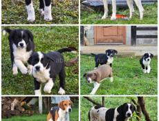 Щенки ищут своих хозяев 