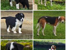 Щеночек девочка готова стать новогодним подарком!