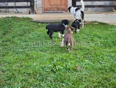 Щенки ищут своих хозяев 