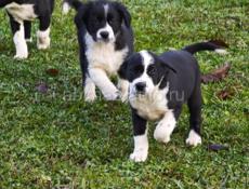 Щенки ищут своих хозяев 