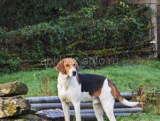 Щенки ищут своих хозяев 